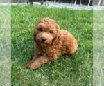 Small #3 Goldendoodle (Miniature)