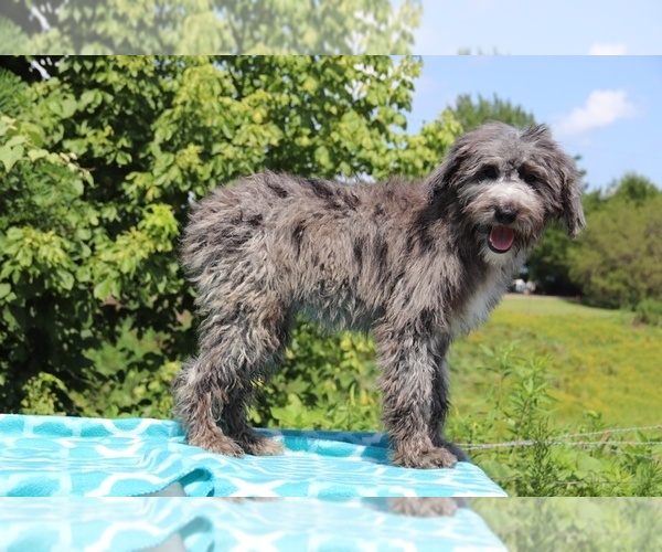 Medium Photo #7 Aussiedoodle Puppy For Sale in UNION CITY, TN, USA