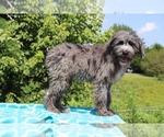 Small Photo #7 Aussiedoodle Puppy For Sale in UNION CITY, TN, USA