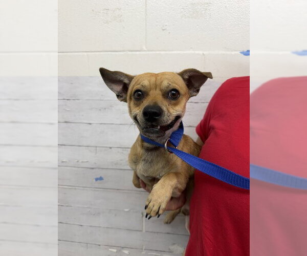 Medium Photo #1 Chihuahua Puppy For Sale in San Bernardino, CA, USA