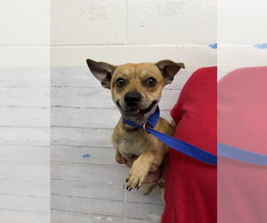 Chihuahua Dogs for adoption in San Bernardino, CA, USA
