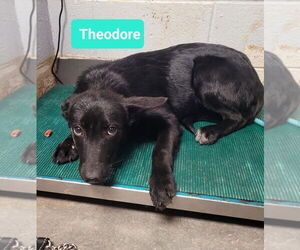 Labrador Retriever-Unknown Mix Dogs for adoption in Richmond, IN, USA