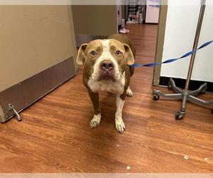 American Pit Bull Terrier Dogs for adoption in Orlando, FL, USA