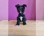 Small Schnauzer (Miniature)