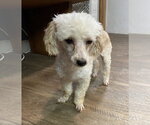Small #5 Poodle (Toy)