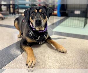 Labrador Retriever-Unknown Mix Dogs for adoption in Santa Rosa, CA, USA