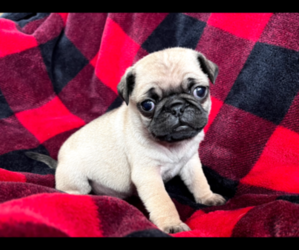 Pug Litter for sale in SAINT PAUL, MN, USA