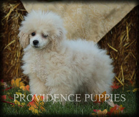Poodle (Miniature) Puppy for sale in COPPOCK, IA, USA