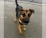 Sundance - Female German Shepherd Dog-Unknown Mix Dog for Adoption - Small photo