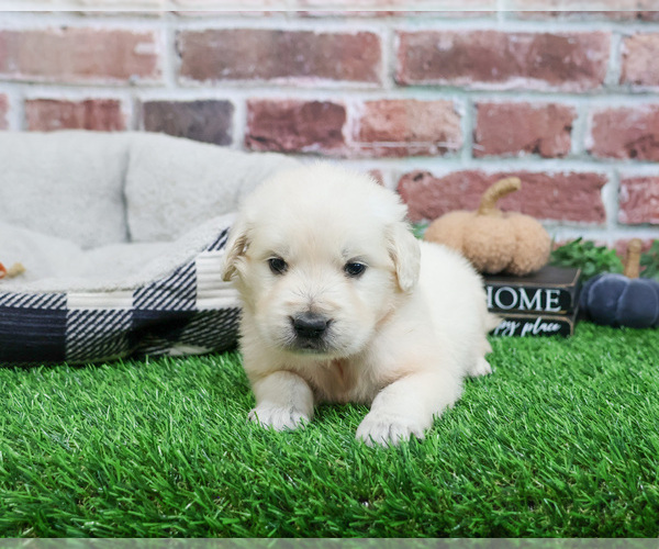 Medium Photo #2 English Cream Golden Retriever Puppy For Sale in SYRACUSE, IN, USA