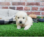 Small #1 English Cream Golden Retriever