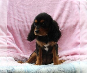 Cavalier King Charles Spaniel Puppy for sale in FREDERICKSBURG, OH, USA