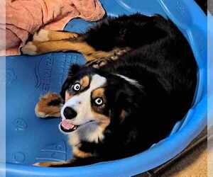 Mother of the Miniature Australian Shepherd puppies born on 03/14/2025