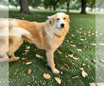 Small Aussie Pyrenees