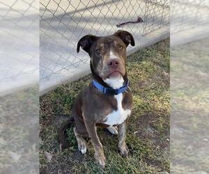 Labrador Retriever-Unknown Mix Dogs for adoption in Lee's Summit, MO, USA