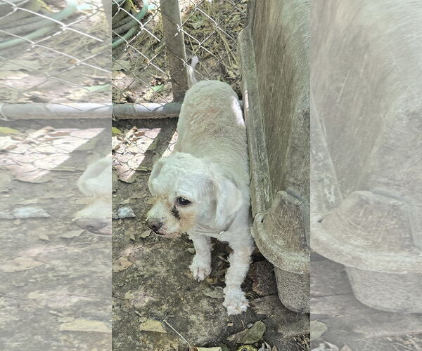 Medium Photo #2 Maltese-Unknown Mix Puppy For Sale in Missouri City, TX, USA