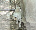 Small #1 Maltese Mix