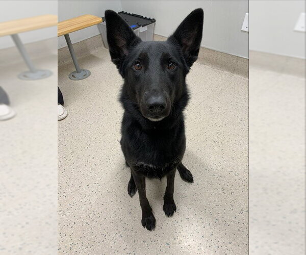 Medium Photo #1 German Shepherd Dog-Unknown Mix Puppy For Sale in Fairbanks, AK, USA