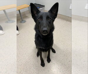 German Shepherd Dog-Unknown Mix Dogs for adoption in Fairbanks, AK, USA