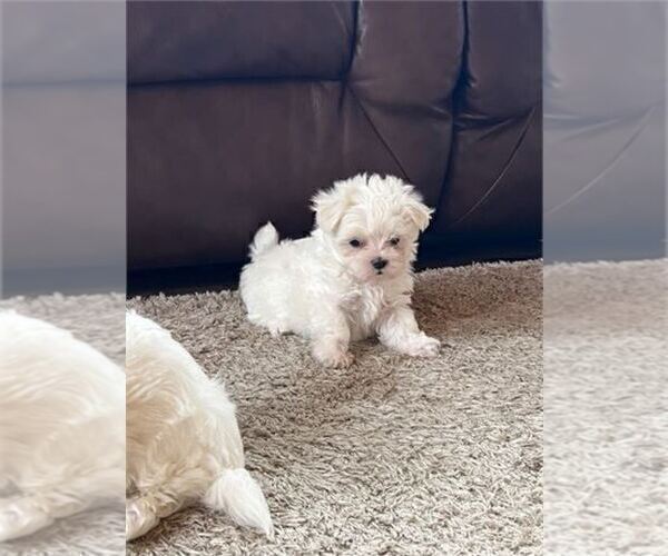 Medium Photo #1 Maltese Puppy For Sale in PEMBROKE PINES, FL, USA