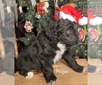 Small Photo #19 F2 Aussiedoodle Puppy For Sale in ARBA, IN, USA