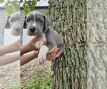 Small Photo #8 Great Dane Puppy For Sale in WALNUT GROVE, MO, USA