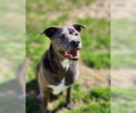 Small #8 Blue Lacy Mix