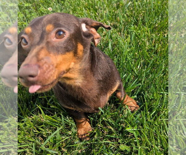 Medium Photo #4 Dachshund Puppy For Sale in Shelbyville, TN, USA