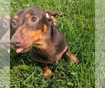 Small #3 Dachshund