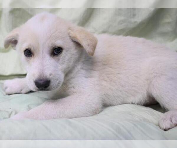Medium Photo #1 Mutt Puppy For Sale in Thief River Falls, MN, USA