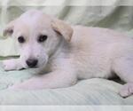 Small Mutt