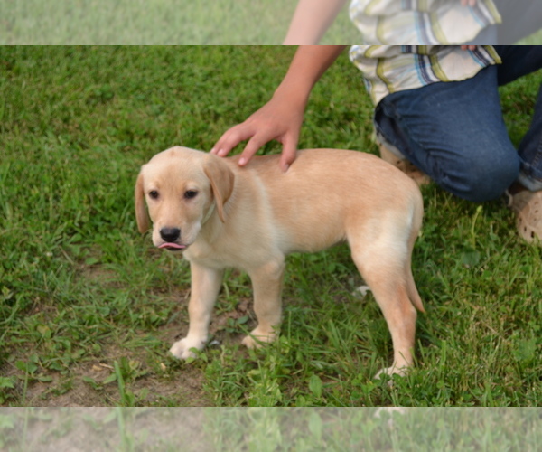 Medium Photo #27 Labrador Retriever Puppy For Sale in GREENWOOD, WI, USA