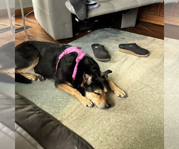 Medium Photo #8 Mutt Puppy For Sale in Fargo, ND, USA
