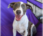 Small #5 American Pit Bull Terrier Mix