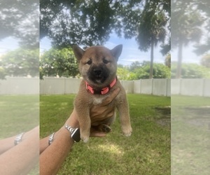 Shiba Inu Puppy for sale in VERO BEACH, FL, USA