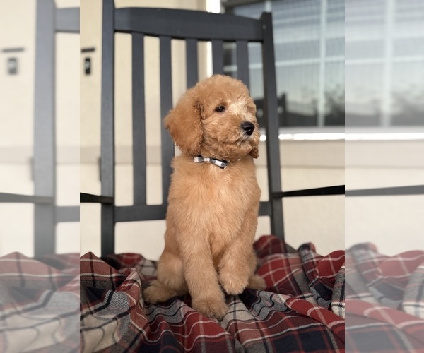 Medium Photo #5 Goldendoodle Puppy For Sale in ORLANDO, FL, USA