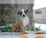 Small Photo #14 Boxer Puppy For Sale in KIRKWOOD, PA, USA