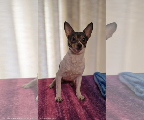 Medium Photo #1 Chihuahua Puppy For Sale in Social Circle, GA, USA