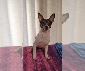 Chihuahua Dogs for adoption in Social Circle, GA, USA