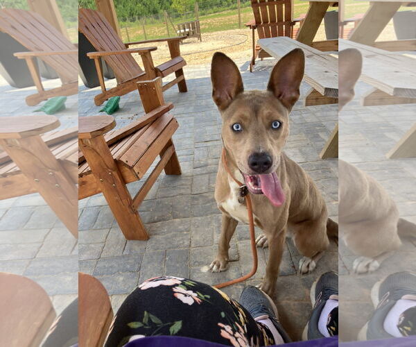 Medium Photo #2 American Pit Bull Terrier-Australian Kelpie Mix Puppy For Sale in Rockaway, NJ, USA