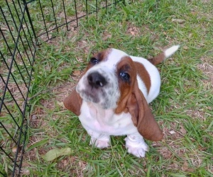 Basset Hound Puppy for sale in MOUNTAIN VIEW, AR, USA