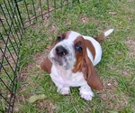 Image preview for Ad Listing. Nickname: Remus