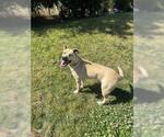 Small #1 Akita Mix
