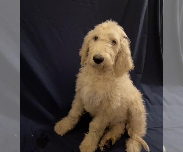 Medium Photo #9 Goldendoodle Puppy For Sale in QUEEN CREEK, AZ, USA