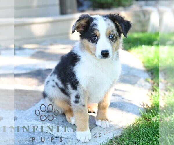 Medium Photo #4 Miniature Australian Shepherd Puppy For Sale in REBERSBURG, PA, USA