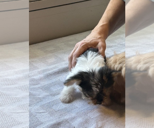 Medium Photo #4 Yorkshire Terrier Puppy For Sale in DOTHAN, AL, USA