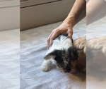 Small #3 Yorkshire Terrier
