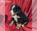 Small #2 Bernese Mountain Dog