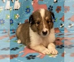 Puppy Puppy 1 Collie