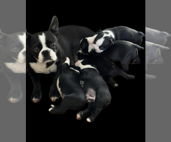 Medium Photo #4 Boston Terrier Puppy For Sale in NILES, MI, USA